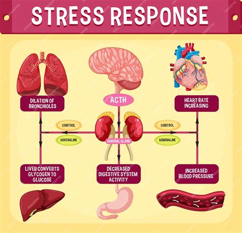 schema dat de fysiologische reactie op stress illustreert en de impact op het voortplantingssysteem