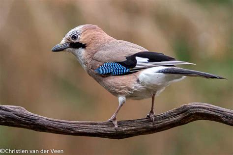 Illustratie van een vogel (gaai) naast een jongen en een meisje om de unisex aard van de naam Jayden te symboliseren.