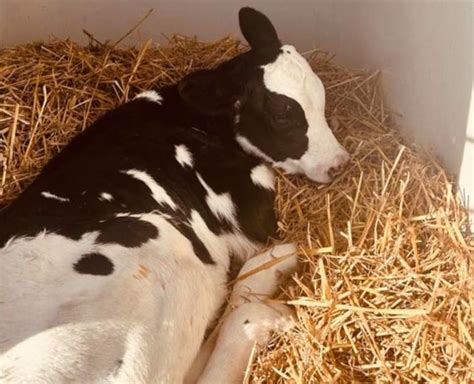 Pasgeboren kalfje in een strohok, kort na de geboorte.