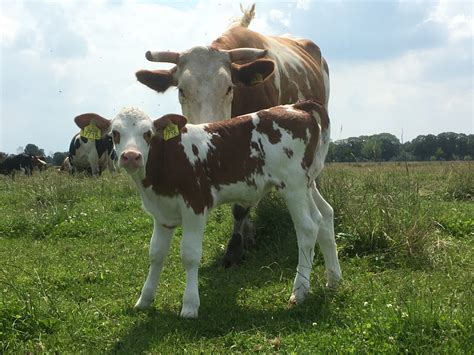 Illustratie van een kalf dat in de natuurlijke zoogpositie drinkt uit een speen.