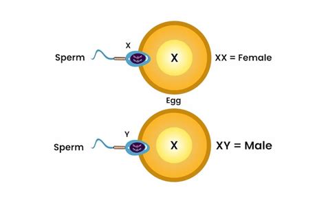 Diagram van X- en Y-chromosomen en hun rol bij geslachtsbepaling