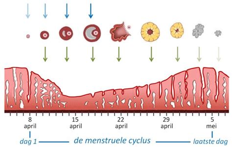 Schematische weergave van de evolutie van ovulatie bij zoogdieren