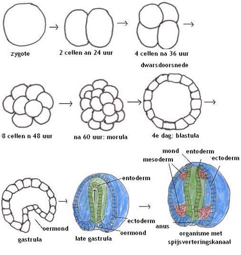 Diagram van de embryonale ontwikkeling van een olifant, met belangrijke stadia zoals zygote, morula, blastocyste, gastrulatie en neurulatie.