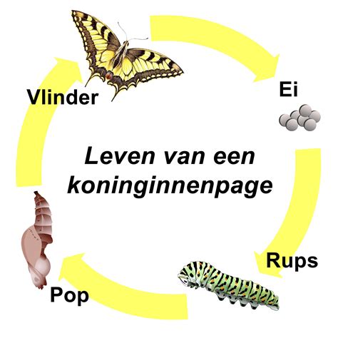 Illustratie van de levenscyclus van de buxusmot: ei, rups, pop en volwassen mot.