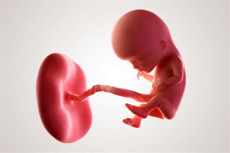 Illustratie van een baby in de baarmoeder op 38 weken zwangerschap