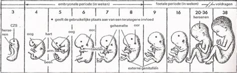 Infographic met de ontwikkeling van de baby van week tot week, met focus op 38 weken