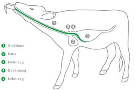 Schema van de anatomie van een kalf met de slokdarmsleuf en de pens, ter illustratie van het verschil tussen drinken via speen en sonde.