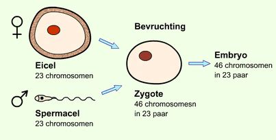 Diagram van de bevruchting van een eicel door een zaadcel en de daaropvolgende celdeling.