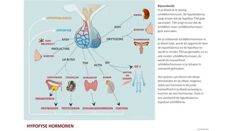 Schema van de hypothalamus en hypofyse die samen het endocriene systeem aansturen.