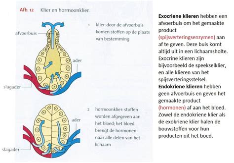 Overzicht van de belangrijkste endocriene klieren in het menselijk lichaam.