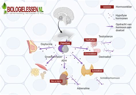 Diagram dat de verschillende mechanismen van hormoonwerking toont: hydrofiele hormonen die aan celmembraanreceptoren binden en hydrofobe hormonen die intracellulaire receptoren binden.