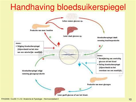 Schema van de regulatie van de bloedsuikerspiegel door insuline en glucagon.