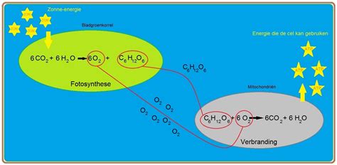 Illustratie die het verschil toont tussen hydrofiele en hydrofobe moleculen en hun interactie met water.