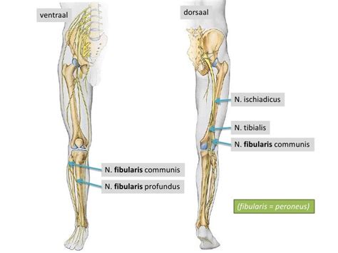 Schematische weergave van de nervus ischiadicus die vanuit de onderrug door het been loopt.