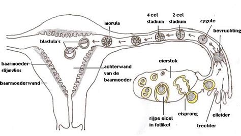 Illustratie die de placenta toont die loslaat van de baarmoederwand.