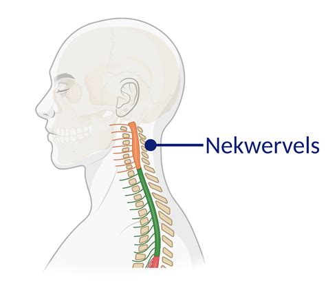 Grafische weergave van de nekwervels en synoviaal vocht
