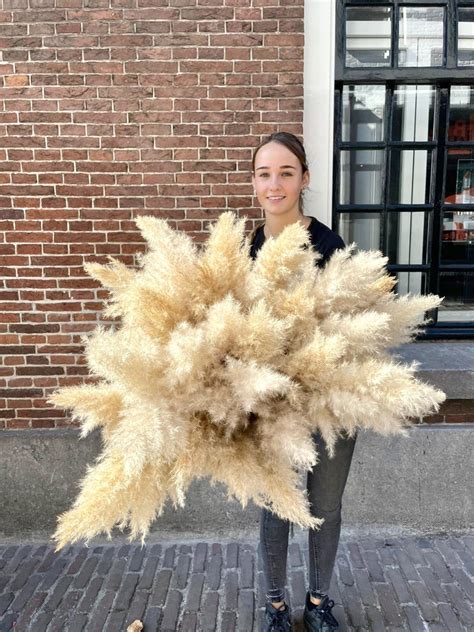 Een collage van pampas pluimen in verschillende kleuren.