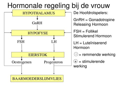 Schema van de hormonale regulatie van de puberteit