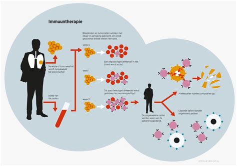 Schema van hoe immuuntherapie werkt bij longkanker.