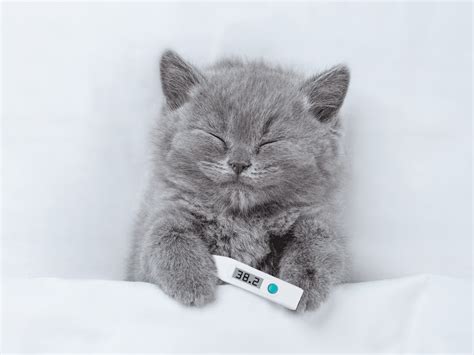 Afbeelding die laat zien hoe een kat zich terugtrekt in een veilige schuilplaats, en een gezin met een baby en een kat die rustig bij elkaar zijn.