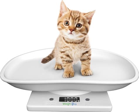 Pasgeboren kitten op een weegschaal