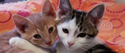 Twee kittens spelen samen