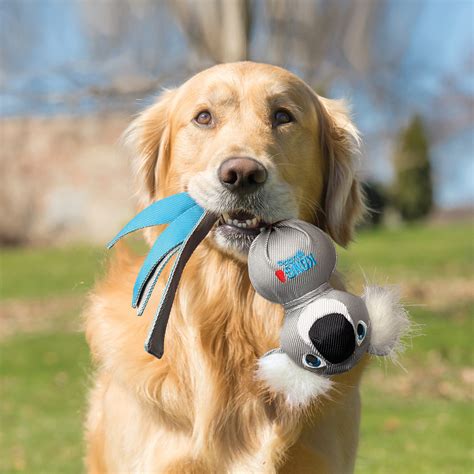 Afbeelding van een hond die met een KONG speeltje speelt
