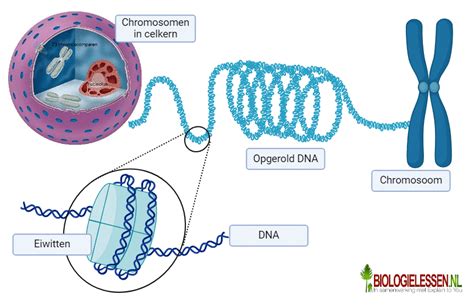 Illustratie van chromosoom 15 met de betreffende regio (15q11-13) gemarkeerd.