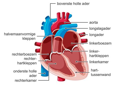Illustratie van een hart met sportende figuren