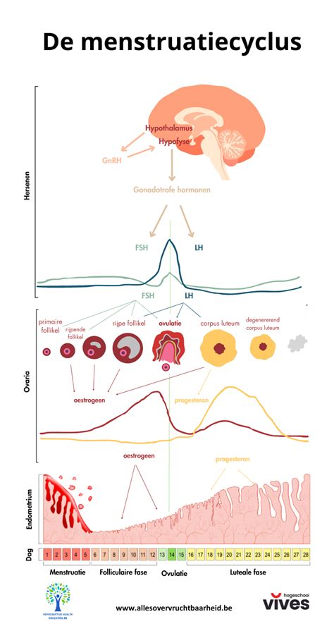 Infographic die de hormonale veranderingen tijdens de menstruatiecyclus illustreert en de relatie met vochtretentie en frequent urineren.