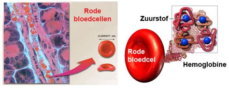 Illustratie van rode bloedcellen met hemoglobine die zuurstof transporteren