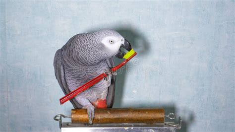 Afbeelding van een papegaai die veilig speelt met een RVS speeltje.