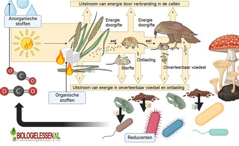 Infographic die de snelle intrekbaarheid van de crème illustreert.