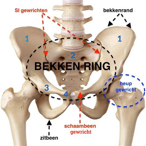 Een diagram dat de ruimte in het bekken tijdens de zwangerschap toont, met nadruk op de positieve effecten van yoga.