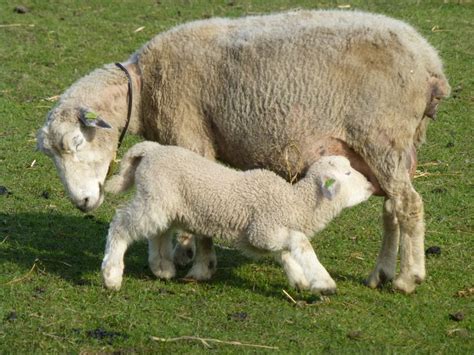 Een lam drinkt biest van de moeder.