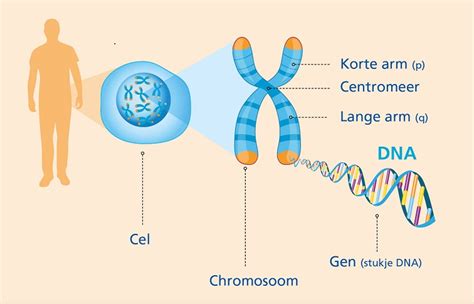 Illustratie van menselijke chromosomen en een voorbeeld van trisomie.