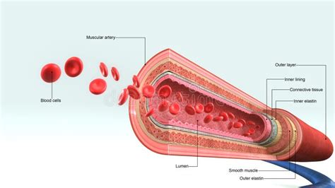 Schematische weergave van een doppler-echo die de bloedstroom in een bloedvat toont.