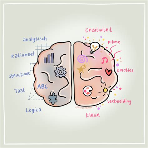 Illustratie van de hersenen met aangegeven linker- en rechterhersenhelft