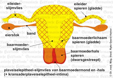 Schema van de vrouwelijke geslachtsorganen met aanduiding van baarmoeder, eierstokken en eileiders