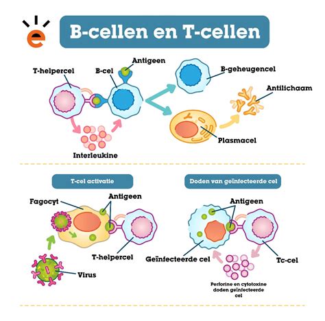 Schema van het immuunsysteem en de rol van witte bloedcellen
