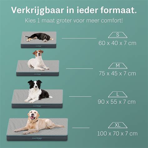 Afbeelding van verschillende soorten hondenkussens, variërend in stijl en materiaal, geschikt voor diverse behoeften.