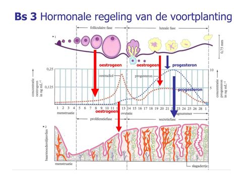Illustratie van de werking van HCG op de hormoonproductie bij mannen en vrouwen
