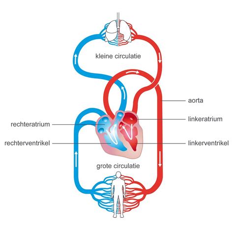 Schema van de bloedcirculatie in de tepel en de effecten van vaatkramp.