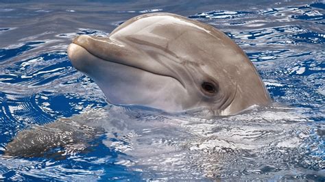 Schematische doorsnede van de kop van een dolfijn met onder meer (een deel van) de luchtwegen en de meloen (blauw)