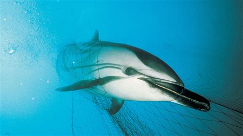 Illustratie van een dolfijn die verstrikt is in een visnet