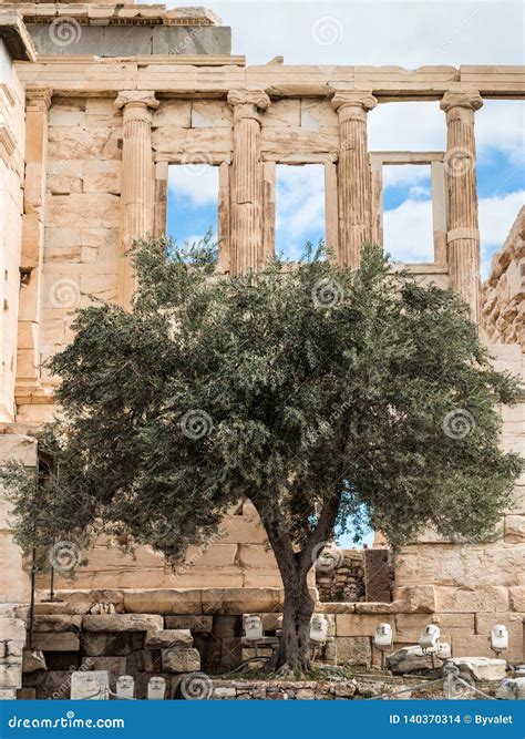 Afbeelding van de olijfboom, een symbool van Athena.