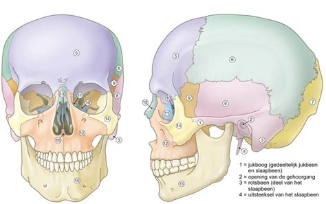 Diagram dat de mogelijke afplatting van de schedel van een baby door een voorkeurshouding illustreert.