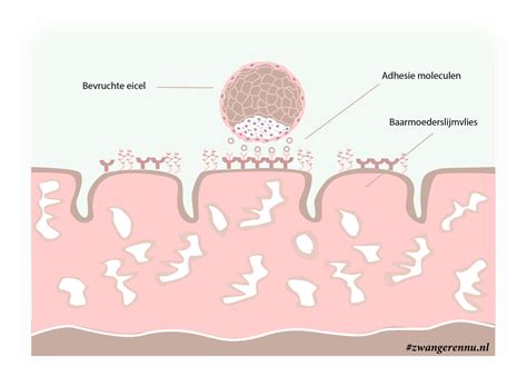 illustratie van de innesteling van een bevruchte eicel in het baarmoederslijmvlies