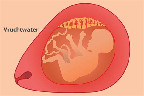Illustratie van de functies van vruchtwater: bescherming, bewegingsruimte, ademhalingsoefening, temperatuurregulatie.