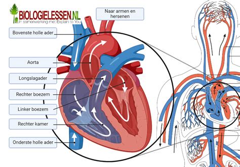 Schema dat de bloedstroom en gevolgen van TTS bij donor- en ontvangerfoetus illustreert.